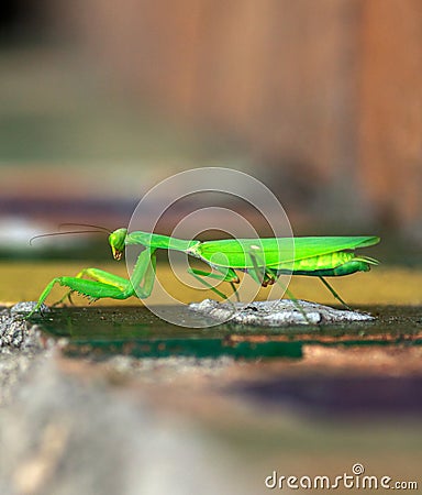 Green praying mantis crawls on surface close-up, isolated on blurred background, impressive wild insect outdoors Stock Photo