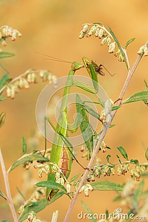 mantis eating locust Stock Photo