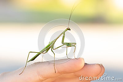 Green Praying Mantis on a hand Stock Photo