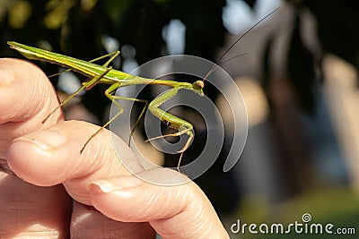 Green Praying Mantis on a hand Stock Photo