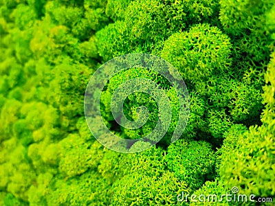 Green preserved moss for interior decor on wall Stock Photo