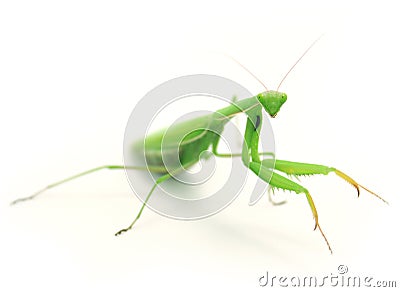 Green preying mantis ISOLATED Stock Photo