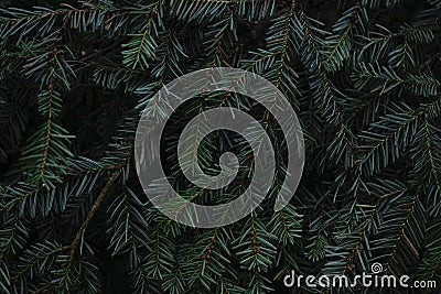 Green prickly branches of fur or pine. Fir branches close up Stock Photo
