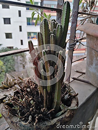 Green prickly cactus Cereus Repandus Stock Photo