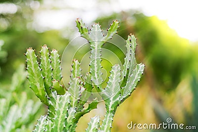 Green Prickly Cactus Leaf in the Desert Stock Photo