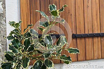 Green prickly home dilution. Decorative plant. Stock Photo