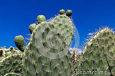 Green prickly pear cactus against a blue sky, tropical summer plant Stock Photo