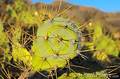Green Prickly Pear Cactus Leaf Stock Photo