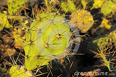 Green Prickly Pear Cactus Leaf Stock Photo