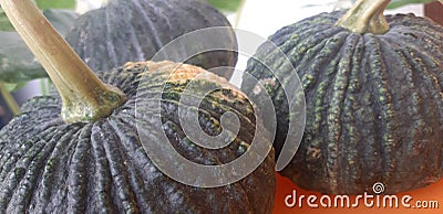 Green pumkins are good for vegetables Stock Photo