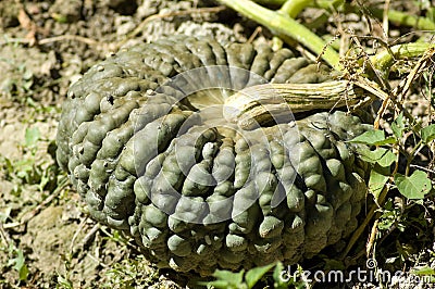 Green pumpkin Stock Photo