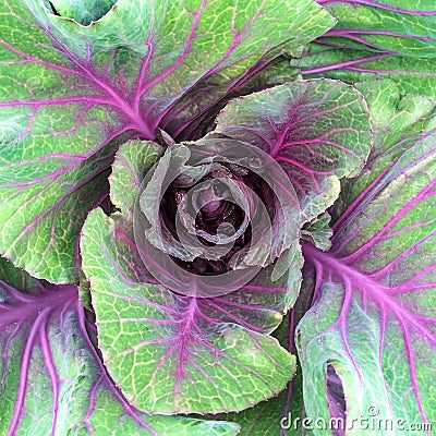 Green and purple cabbage Stock Photo