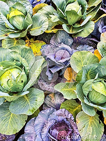 Green and purple cabbage in vegetable garden Stock Photo