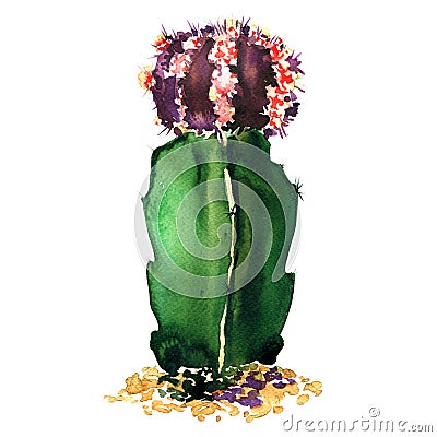 Green, purple cactus species isolated, watercolor illustration on white Cartoon Illustration