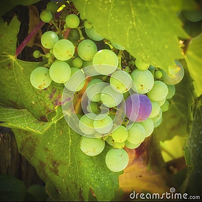 Green, Purple Grapes, Temecula, California Stock Photo