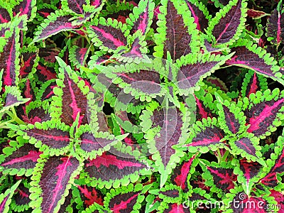 Green and purple leaves of coleus plant Stock Photo