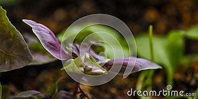 Green-purple young basil sprout macro close-up horizontal format, side view Stock Photo