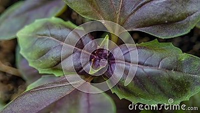 Green-purple young basil sprout macro close-up horizontal format, top view Stock Photo