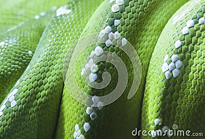 Green python snake skin Stock Photo