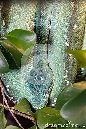 Green Python. A tree python. Morelia viridis. Stock Photo