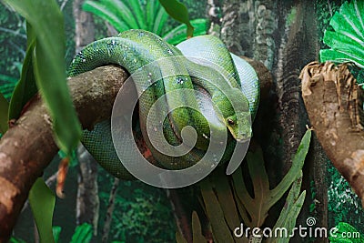 Green python Stock Photo