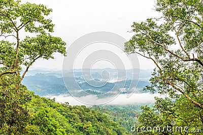 Green rain forest on mountian with mist and low cloud in morning Stock Photo