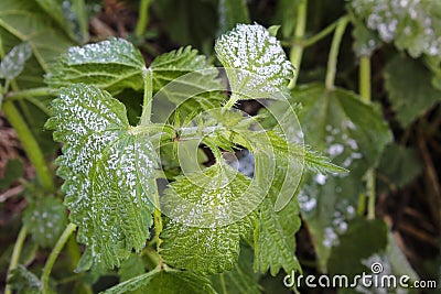 Green raspberry leaves covered in winter frost in a close up view conceptual of the seasons and weather Stock Photo