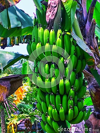 Green Raw Banana at Sindangsari Stock Photo