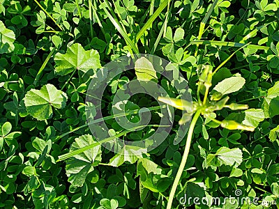 green real grass large leaves clever Stock Photo