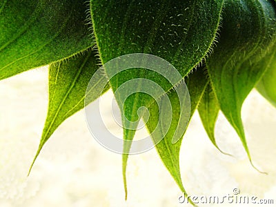 Green receptacle Stock Photo