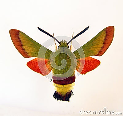 Green red butterfly isolated on white. Hawk moth Hemaris croatica macro close up, collection butterflies Stock Photo
