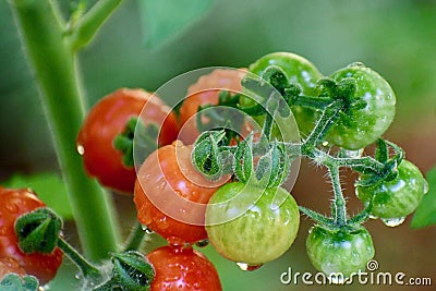 Green and Red Cherry Tomato Cluster Ripening on the Vine Stock Photo