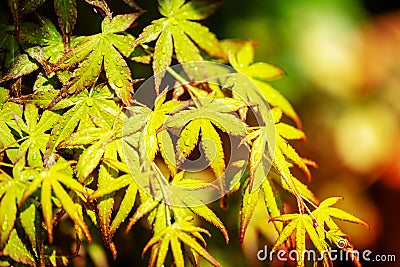 Green and red colored autumnal tints of the rainy season. Stock Photo