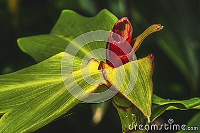 Green Red Leaves African Arrowroot Stock Photo