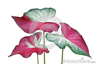 Green Red Leaves of Caladium Bicolor Plant Isolated on White Background Stock Photo