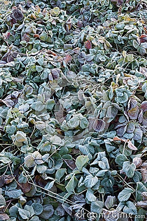 green and red leaves of garden strawberries in a garden bed are covered with the first frost Stock Photo