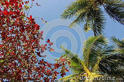 Green and red leaves and palm trees on blue sky background. Colorful tree foliage. Autumn nature. Summer tropical garden. Stock Photo