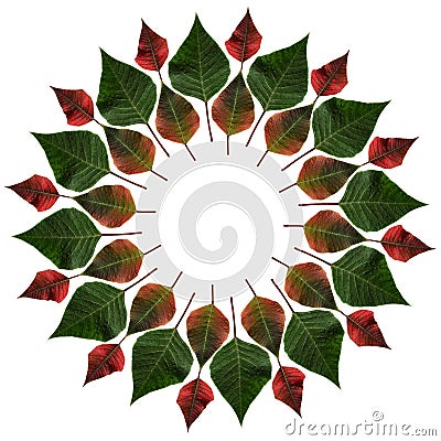 Green and red leaves from poinsettia in a circle Stock Photo