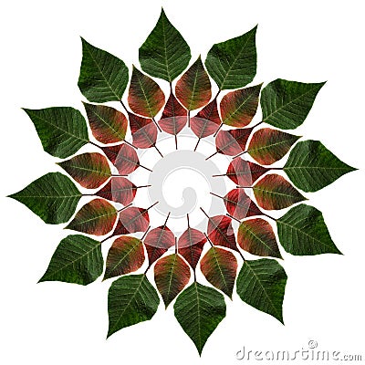 Green and red leaves from poinsettia in a circle Stock Photo