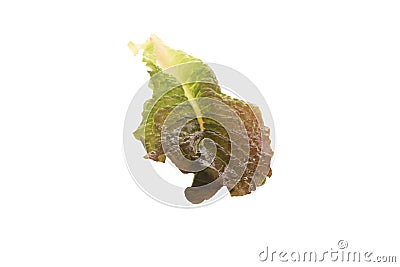 Green salad on a white background isolated Stock Photo