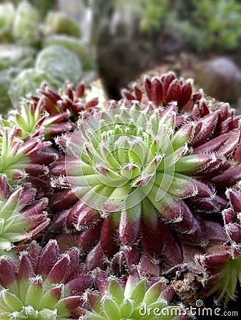 Green and red succulent in detail Stock Photo