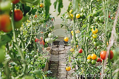Green and red tomatoes in greenhouse or vegetable garden Stock Photo