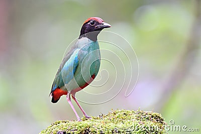 green and red vented bird standin gon mossy ground durin passage trip in Thailand, hooded pitta Stock Photo