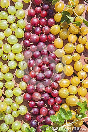 Green, red and yellow gooseberries Stock Photo