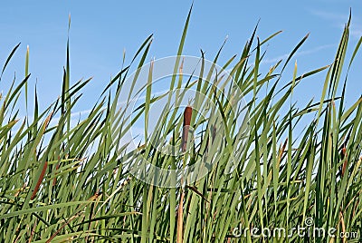 Green reed Stock Photo