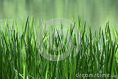 Green Reed on a Lake Stock Photo