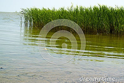 Green reed Stock Photo