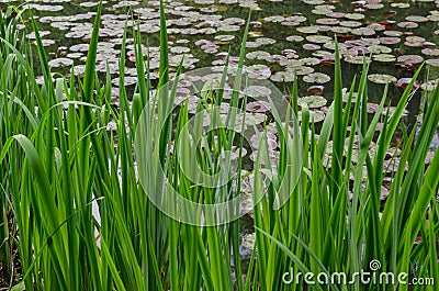 Green Reed on a Lake with water lilly Stock Photo