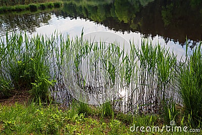 Green reed at the moor lake shore, reflection in the water Stock Photo