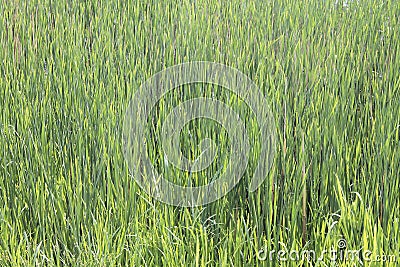 Green reeds background Stock Photo